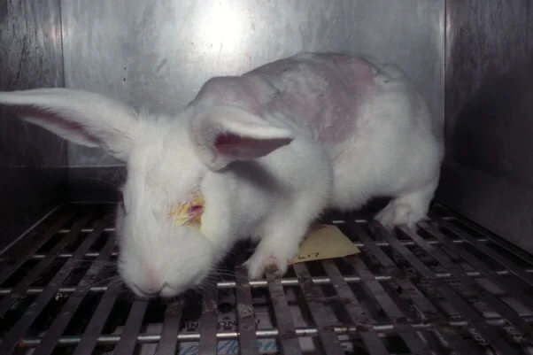 PETA-owned image for the MAC Cosmetics article