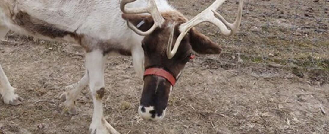 PETA-owned image for the reindeer AA