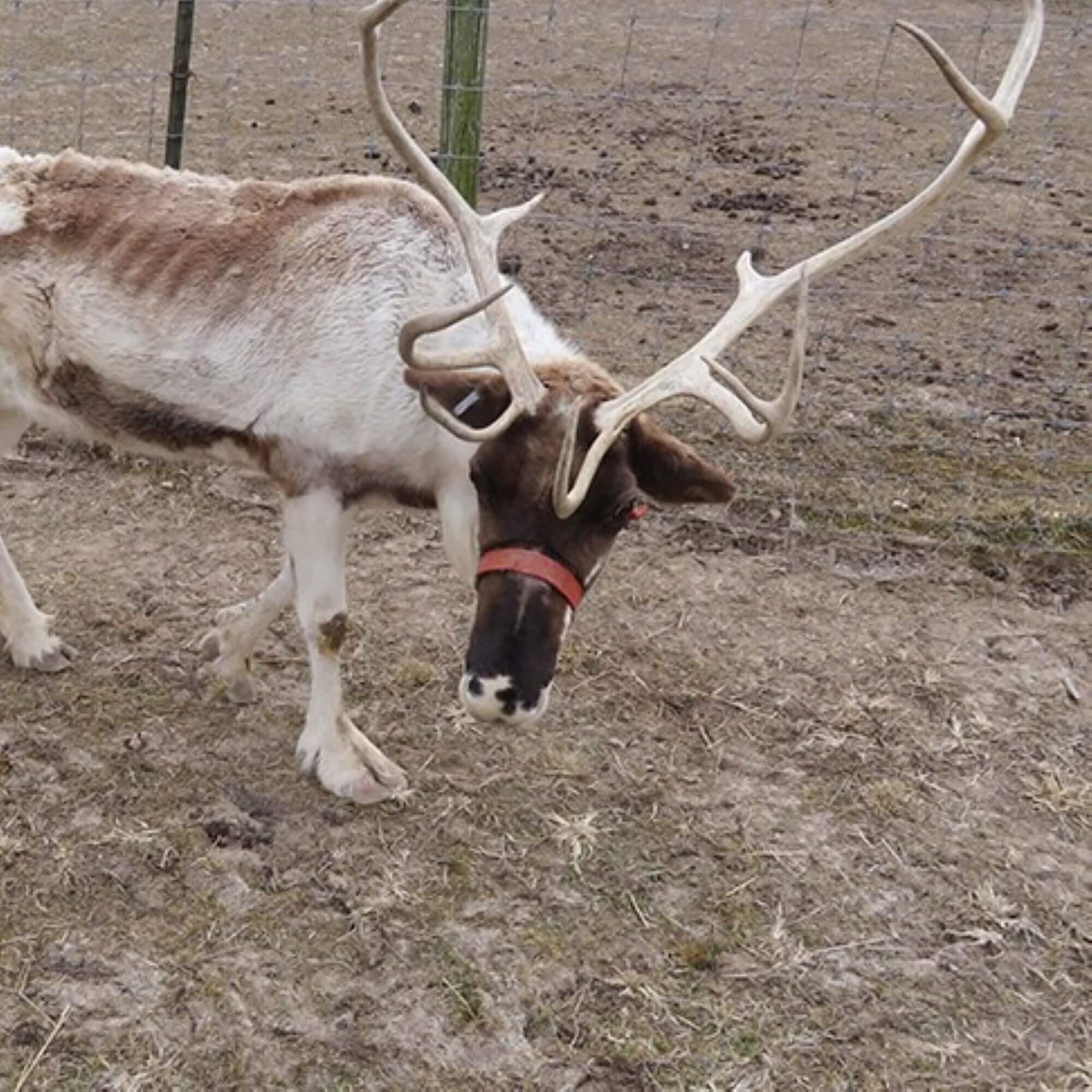 PETA-owned image for the reindeer AA