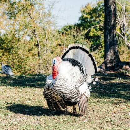 Image from Unsplash for the turkey facts featured image