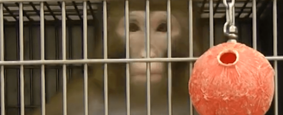 PETA-owned image for the university washington monkeys mission