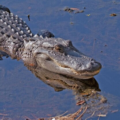 Image from Unsplash for the vegan alligator print article