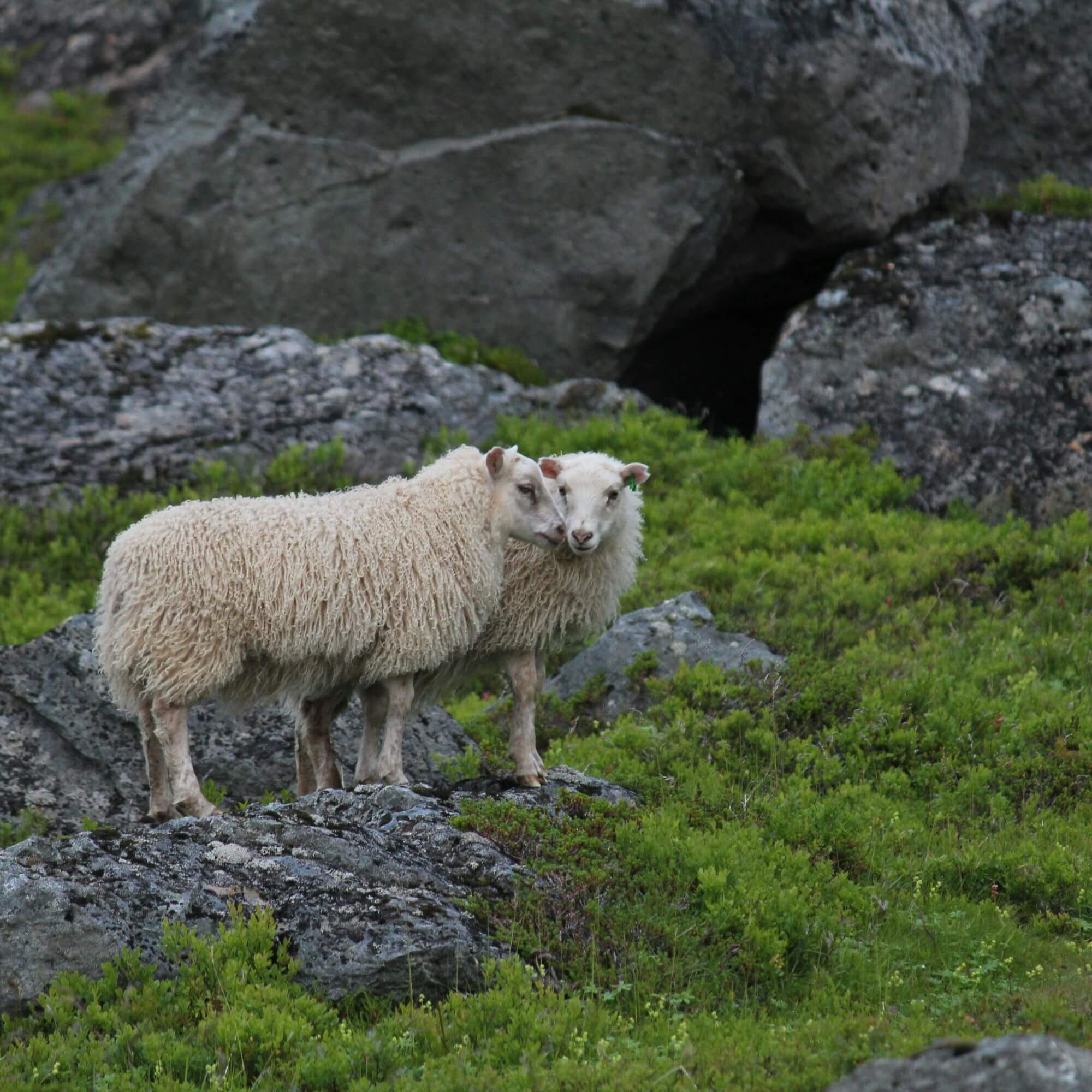 Image from Unsplash for the vegan shirt jackets article