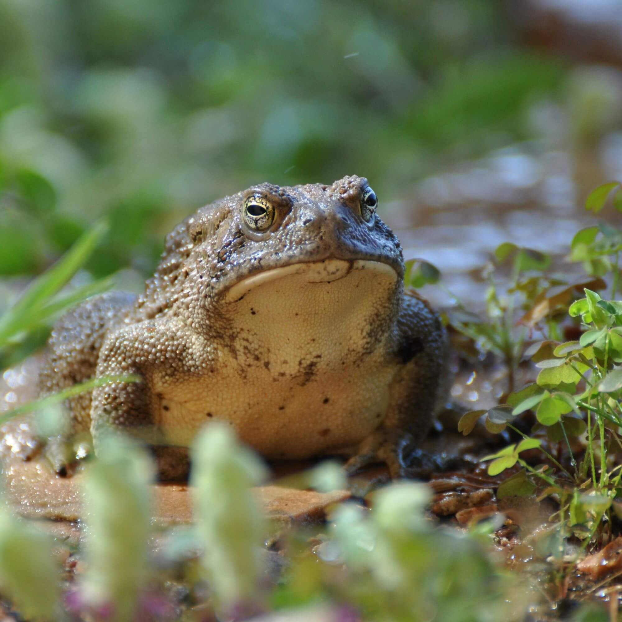 Image from Unsplash for the Vietnam frogs' legs AA