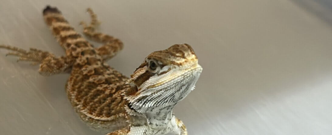 PETA-owned image for the bearded dragons AA