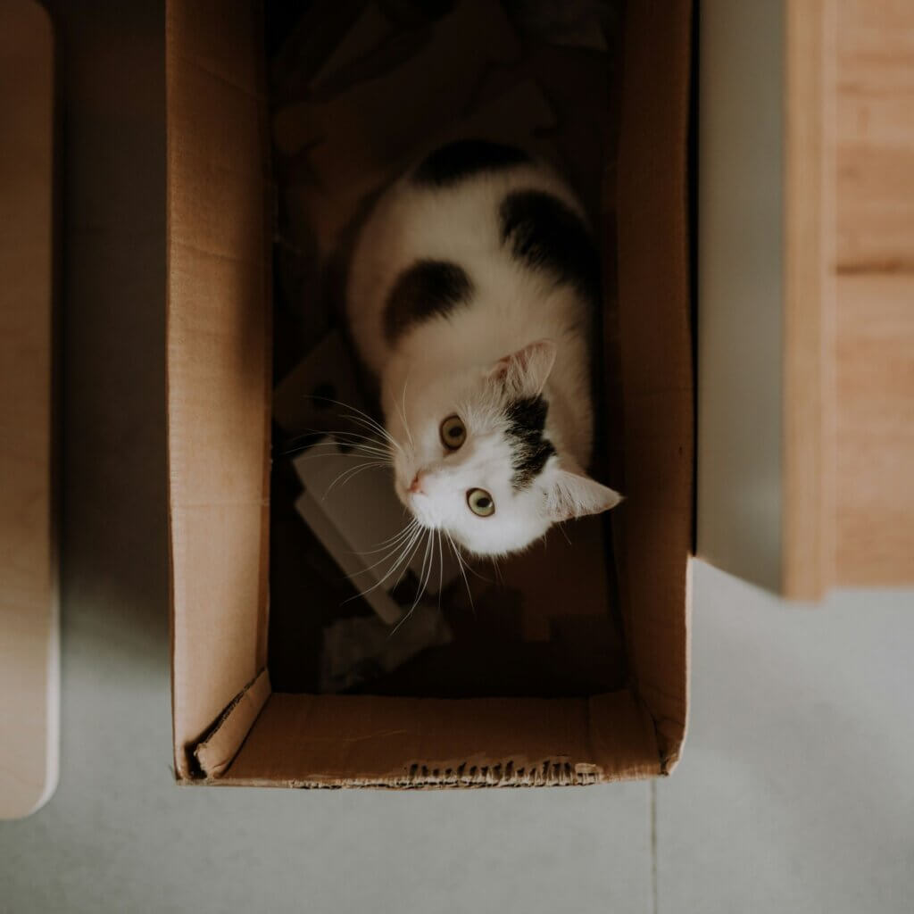 Image from Unsplash for the cat gifts article