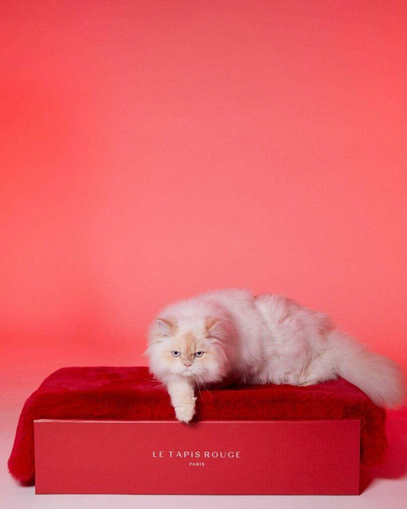 Image from Le Tapis Rouge Paris website for the cat gifts article