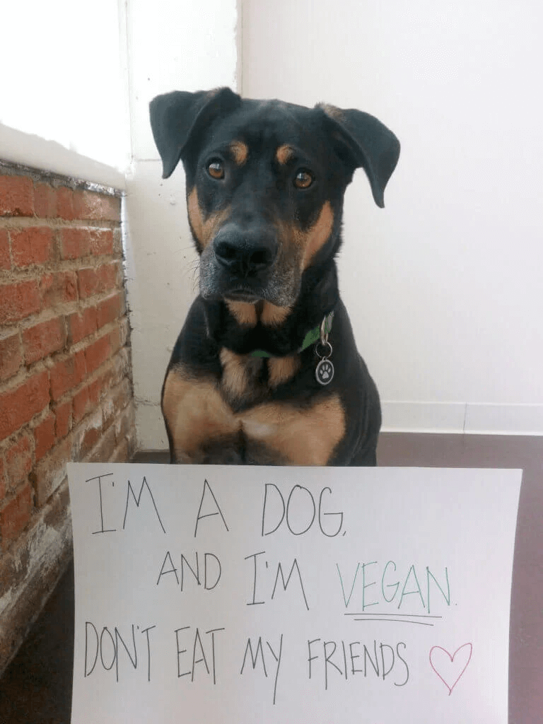 PETA-owned image for the dog vegan article