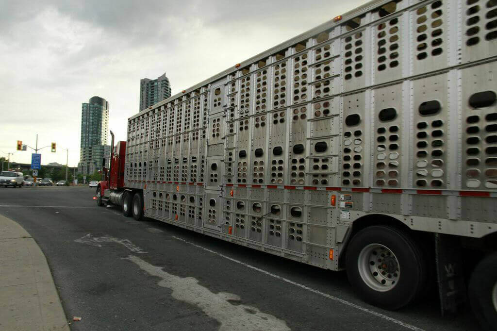 Image from Anita Krajnc/Toronto Pig Save Toronto Pig Save for the dog vegan article