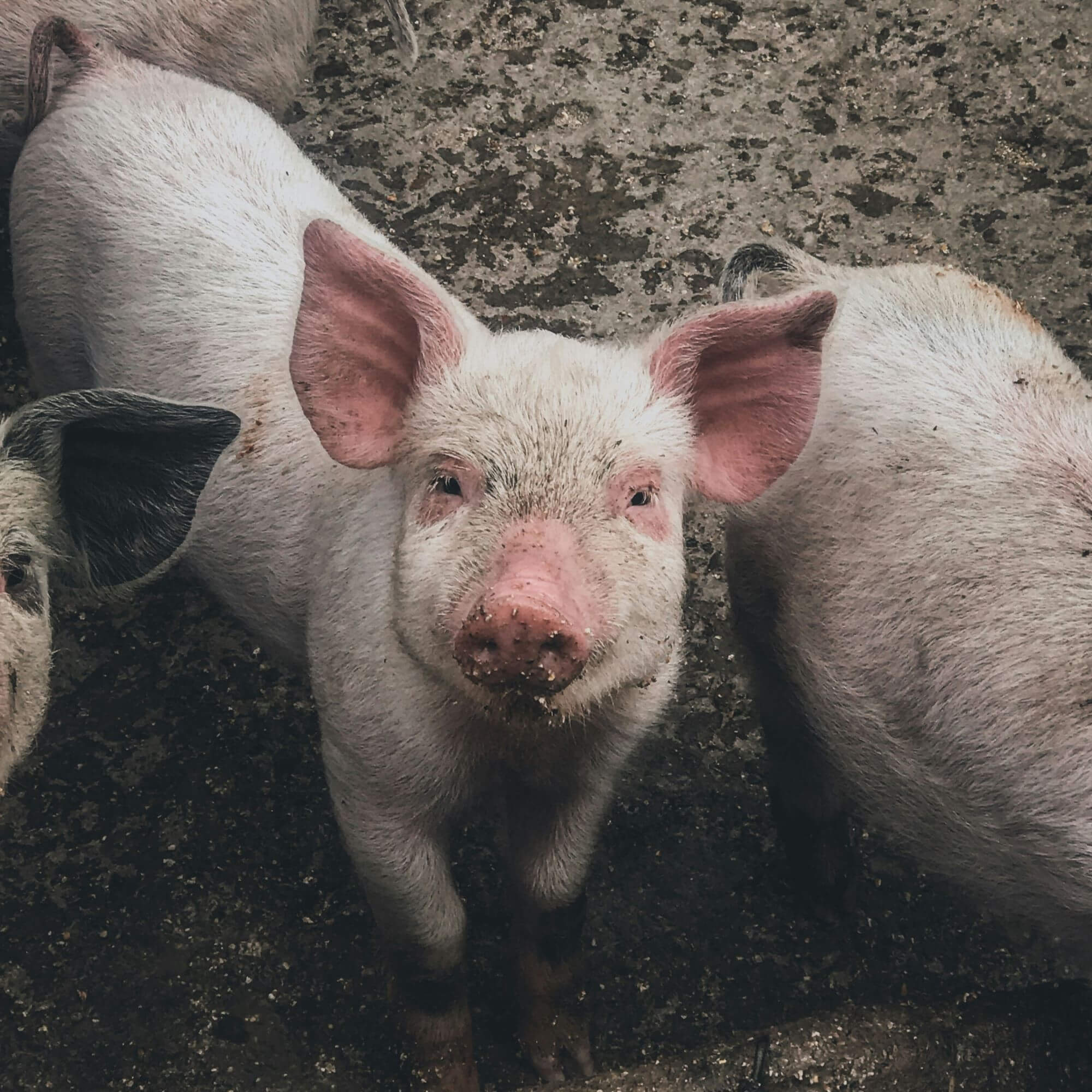 Image from Unsplash for the peta2 holiday ham mission