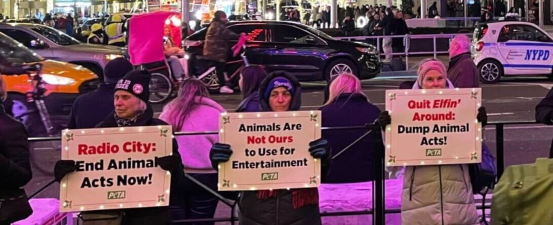 PETA-owned image for the winter activism article