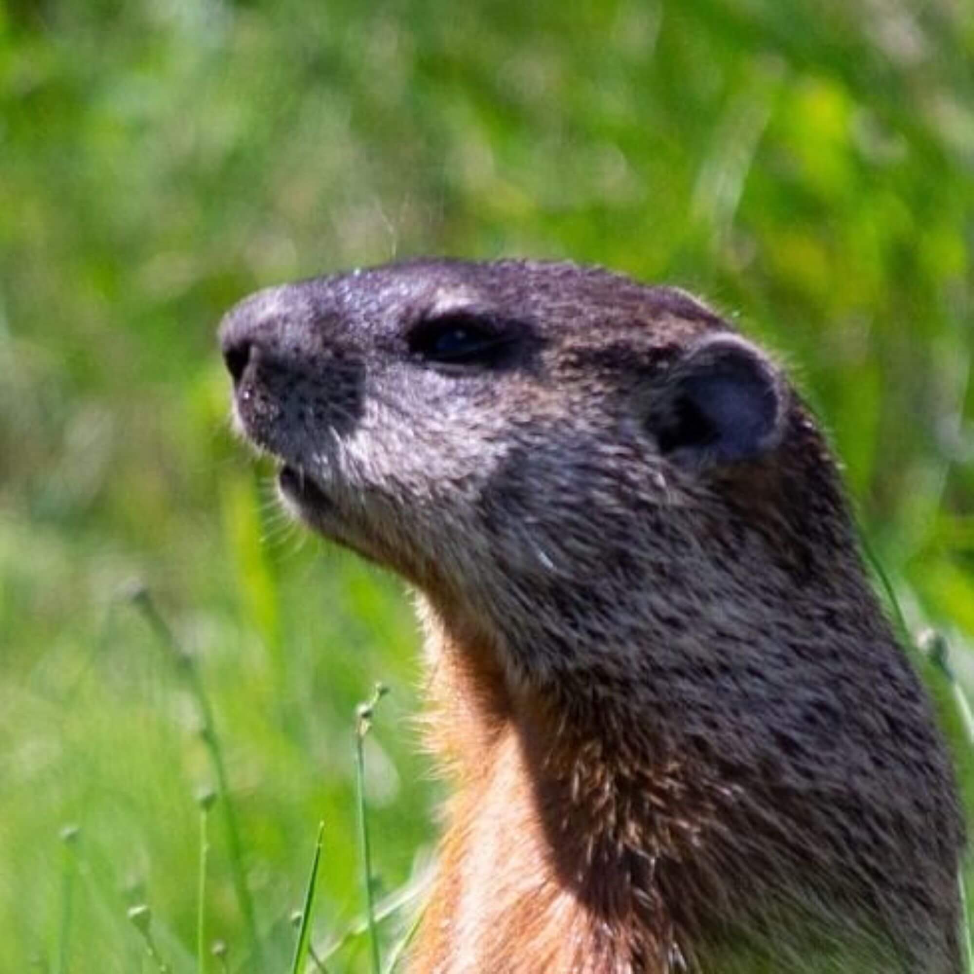 Image for the Punxsutawney Phil AA