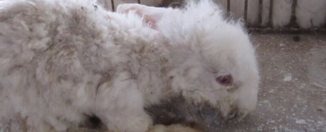 PETA-owned image for the angora-free socks article