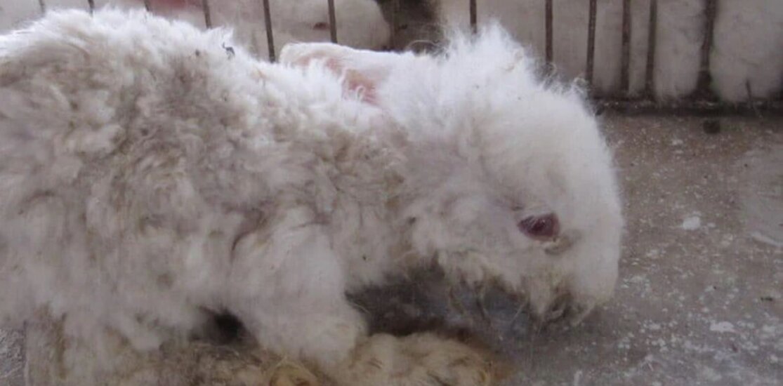 PETA-owned image for the angora-free socks article