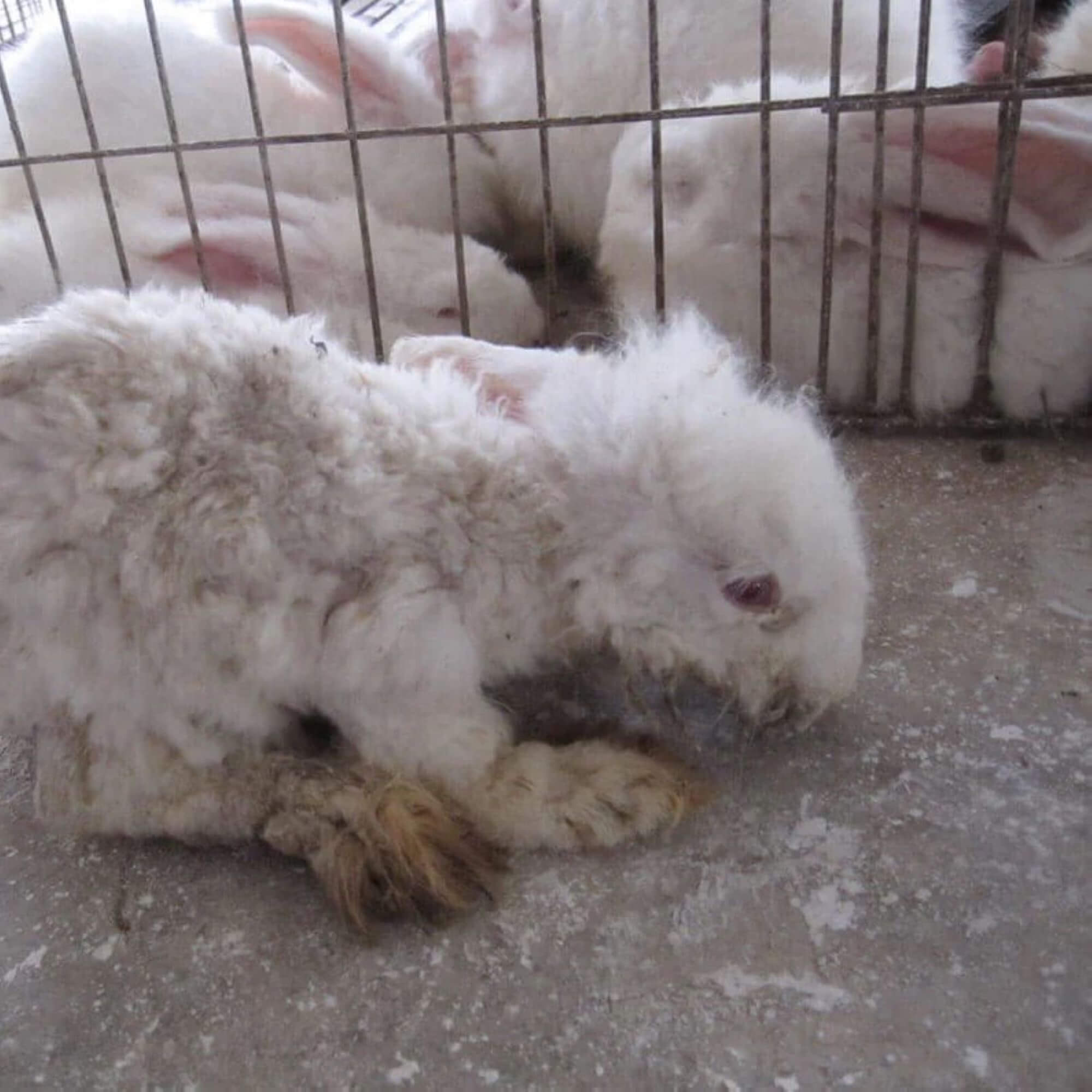 PETA-owned image for the angora-free socks article