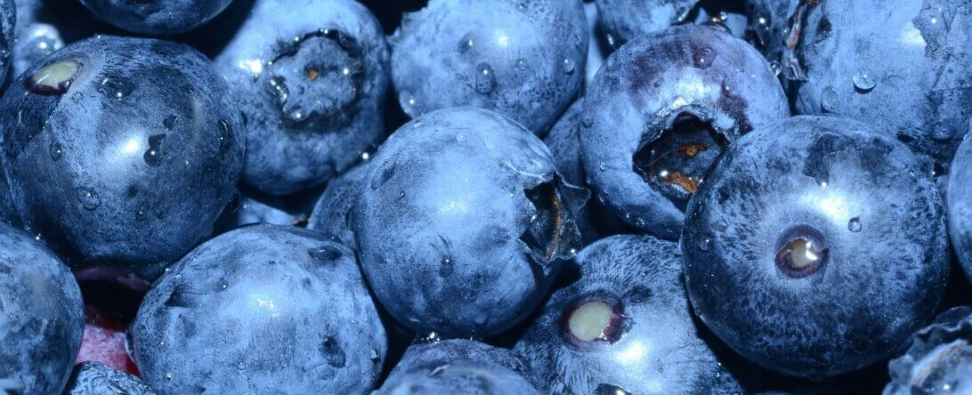 Image from Unsplash for the blueberry council AA