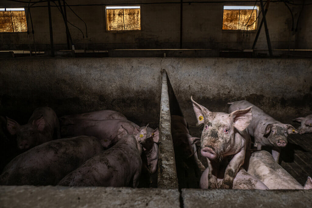 Image from © Jo-Anne McArthur/We Animals Media