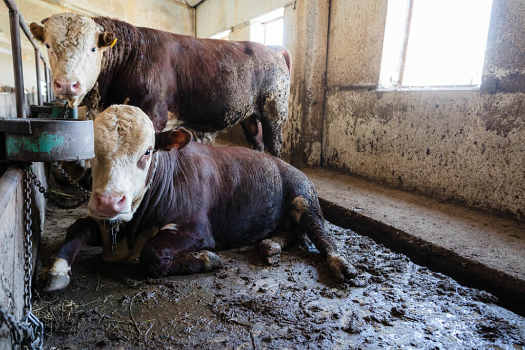 Image from © Jo-Anne McArthur/We Animals Media