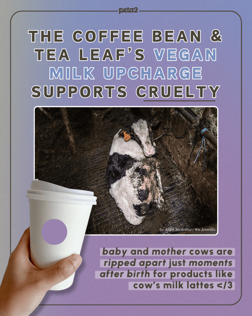 PETA-owned image for the coffee bean & tea leaf mission