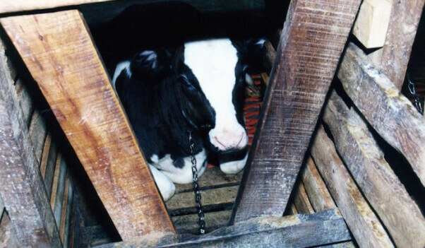 PETA-owned image for the veal mission