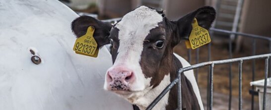 Image from © Jo-Anne McArthur/We Animals Media for the veal mission