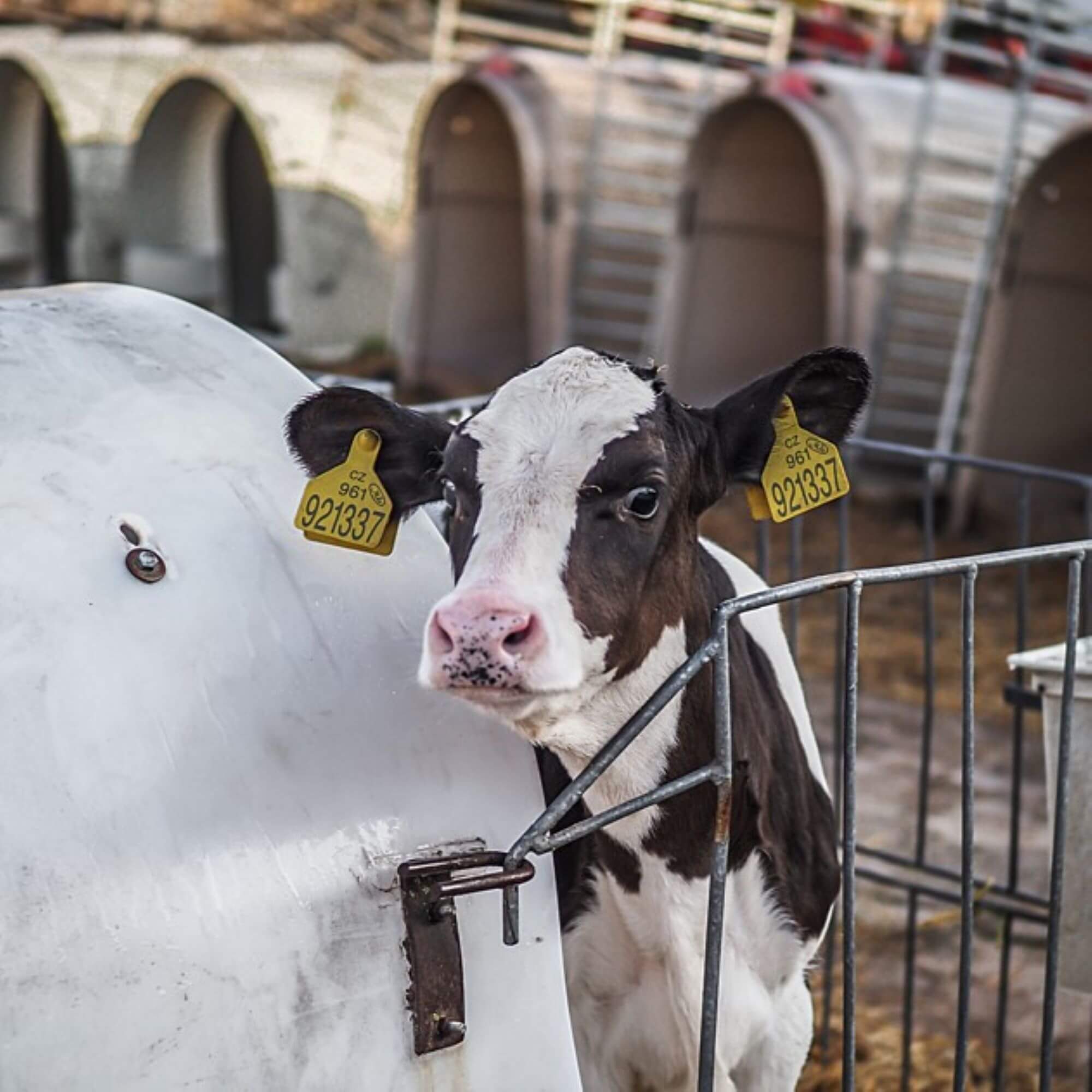 Image from © Jo-Anne McArthur/We Animals Media for the veal mission