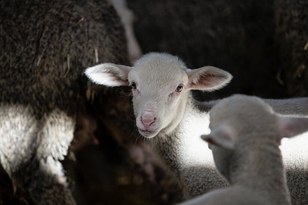 Image from © Jo-Anne McArthur/We Animals for the wear vegan pledge mission